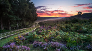 Sunset field flowers trees road 2 - a sunset over a field free wallpaper