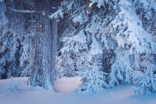 Snow covered forest skier winter - ski free wallpaper