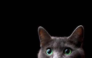 Black cat green eyes macro 3 - grey background free wallpaper