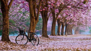 Bicycle park pink flowers impressionist - a bicycle free wallpaper