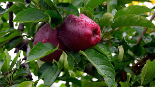 Apples waterdroplets greenleaves fallharvest vibrant - fall vibrancy free wallpaper for desktop