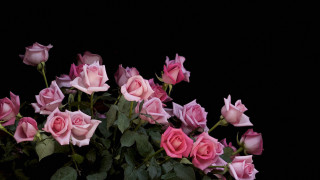 Pink roses vase leaves stems - pink rose free wallpaper