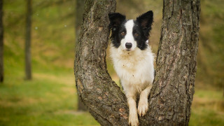 Dog sitting in tree grass - a grassy area in the background free wallpaper