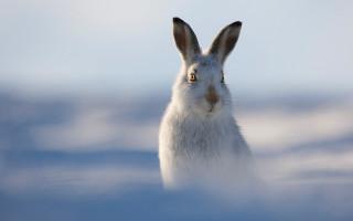 White rabbit brown nose blue - a white rabbit free wallpaper