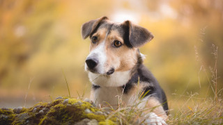 Dog sitting grass sad eyes - sad free wallpaper