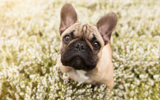 Small dog flower field sad - art informel free wallpaper