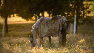 Horse field autumn bush blurry - a horse free wallpaper for desktop