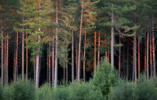 Forest trees green leaves red 2 - a woodcut free wallpaper