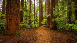 Dirt path forest trees fern - free forest wallpaper for desktop
