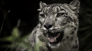Snow leopard open mouth shiba - a snow leopard free wallpaper