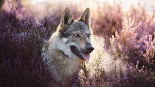 Dog lavender field smiling animal - a field of lavender free wallpaper