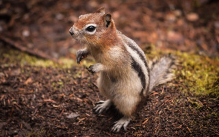 Chipper chip muzzle up outdoors - its paw free wallpaper for desktop
