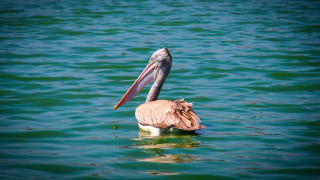 Pelican fish water beach ocean - a fish free wallpaper