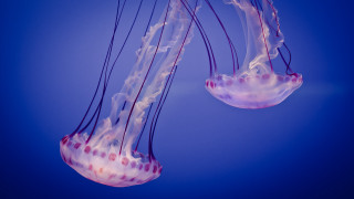 Jellyfish floating blue background reflection - jellyfish free wallpaper