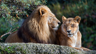 Lion lions rock tree bush - free animals wallpaper