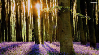 Forest purple flowers tree trunk - lot free wallpaper