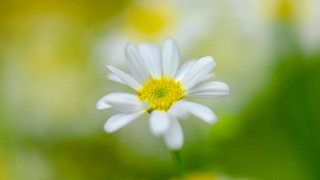 White flower yellow center macro 2 - a yellow center free wallpaper