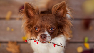 Dog stick leaves upward focus - a stick free wallpaper for desktop