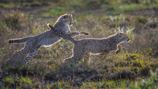 Cheetah cubs playing field impressionist - photograph free wallpaper