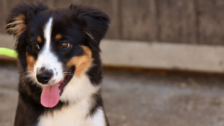 Shiba inu dog frisbee camera - the sidewalk free wallpaper