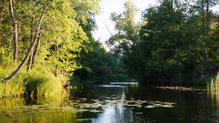 Hudson river lily pads autumn - a few leaf free wallpaper for desktop
