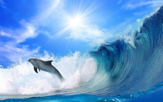 Dolphin wave sky beach light - blue sky free wallpaper for desktop
