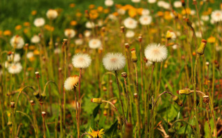 Flower field yellow white green - a few white flower free wallpaper for desktop