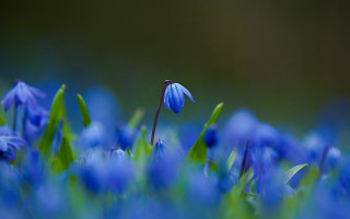 Blue flower field green leaves - the stem free wallpaper for desktop