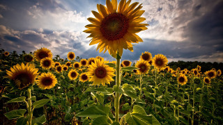 Sunflower field cloudy sky sunset - a sunflower free wallpaper