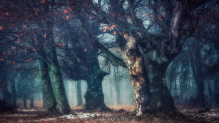 Forest fog redleaves citylights night - magical atmosphere free wallpaper