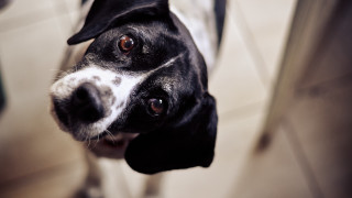 Black white dog sad look - dog free wallpaper