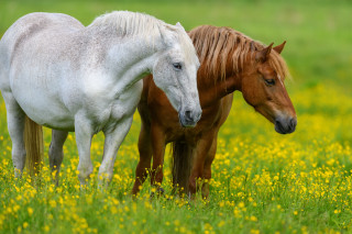 Horses yellow flowers field autumn - two horse free wallpaper