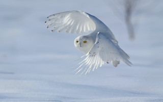 White owl flying snow wings - the snow free wallpaper