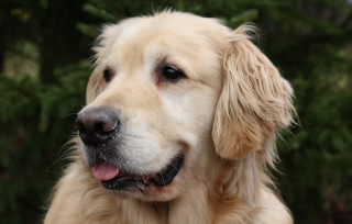 Dog bush forest shiba inu - a close up of a dog free wallpaper