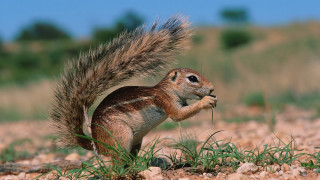 Squirrel eating grass outdoors bokeh - ground free wallpaper
