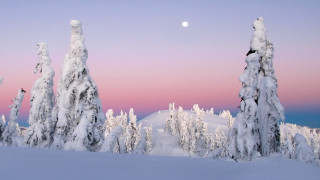 Full moon snowy forest pink - pastel color palette free wallpaper