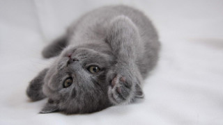 Gray kitten white sheet arabesque - grey background free wallpaper