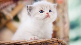 White kitten blue eyes wicker - dom qwek free wallpaper for desktop