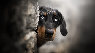 Sad shiba inu peeking rock 2 - its nose free wallpaper