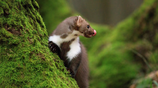 Small animal tongue out moss - green moss free wallpaper