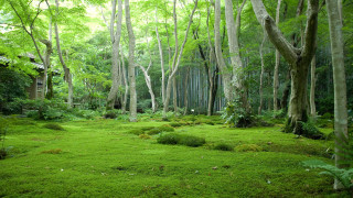 Lush green forest shed nature - lot of trees and grass free wallpaper for desktop