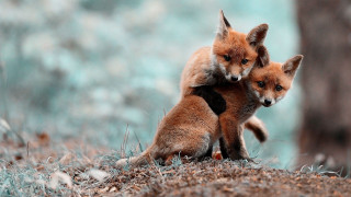 Foxes playing in woods hugging - two fox free wallpaper
