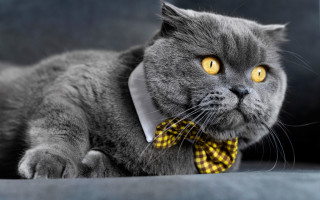 Gray cat yellow bow tie - neoism free wallpaper for desktop