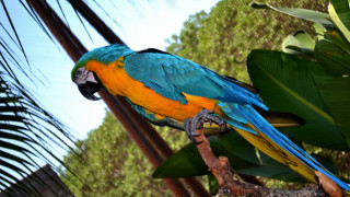 Colorful parrot perched branch fauvism - upper body free wallpaper for desktop