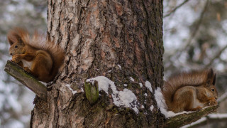 Red squirrels snow tree branch - nuts free wallpaper