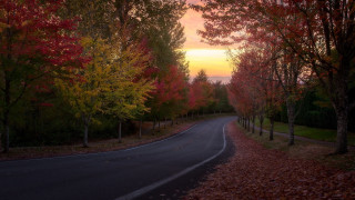 Curved road red leaves autumn - a sunset in the background free wallpaper