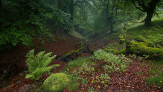 Forest path fern trees moss - a forest free wallpaper