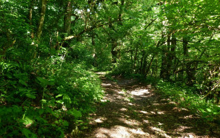 Woods trail dappled sunlight nature - both side of it free wallpaper for desktop