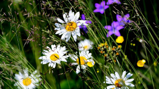 Flower field butterflies bee vibrant - a bunch of flowers free wallpaper