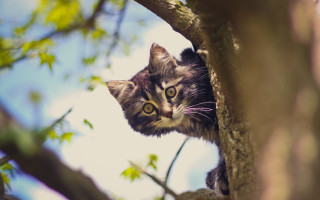 Curious cat in tree bokeh 2 - a cat free wallpaper